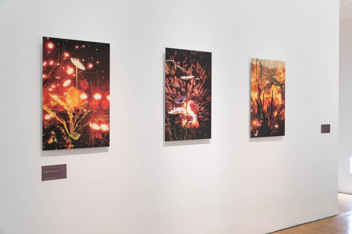 Three images from Flowers Don't Care, by Total Refusal, showing images of flowers unmoved by explosions.